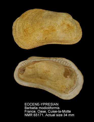 EOCENE-YPRESIAN Barbatia modioliformis.jpg - EOCENE-YPRESIANBarbatia modioliformis(Deshayes,1829)